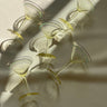 Liquor glasses (2 pcs) - NEROLI